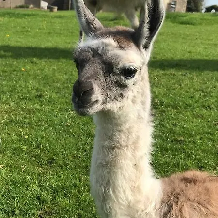 The Snuggly Sheep Farm Shepherd Hut Apartament Ballyshannon