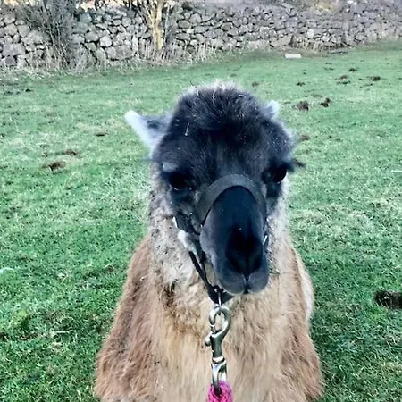 The Snuggly Sheep Farm Shepherd Hut Apartament