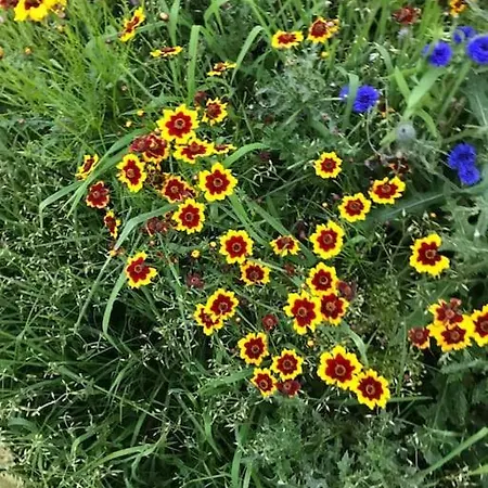Apartament The Snuggly Sheep Farm Shepherd Hut Ballyshannon