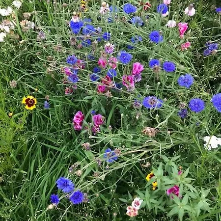 The Snuggly Sheep Farm Shepherd Hut