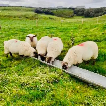 Apartament The Snuggly Sheep Farm Shepherd Hut *