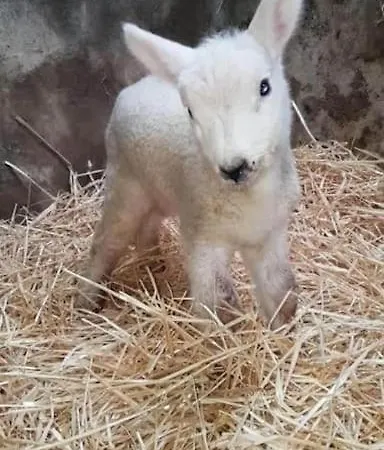 The Snuggly Sheep Farm Shepherd Hut Ballyshannon