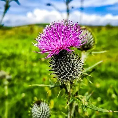 아파트 The Snuggly Sheep Farm Shepherd Hut *