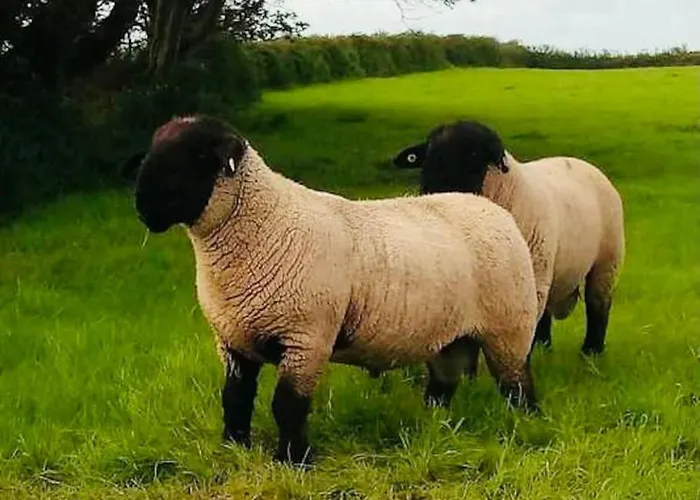 Апартаменты The Snuggly Sheep Farm Shepherd Hut