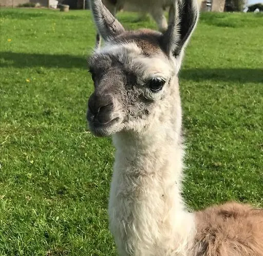The Snuggly Sheep Farm Shepherd Hut Apartman Ballyshannon