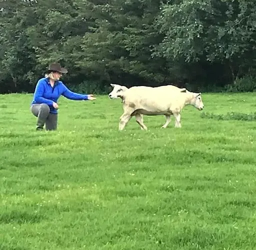 Apartman The Snuggly Sheep Farm Shepherd Hut *