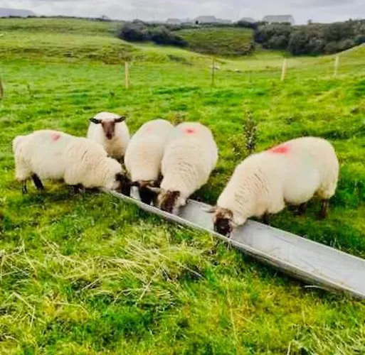 Апартаменты The Snuggly Sheep Farm Shepherd Hut *