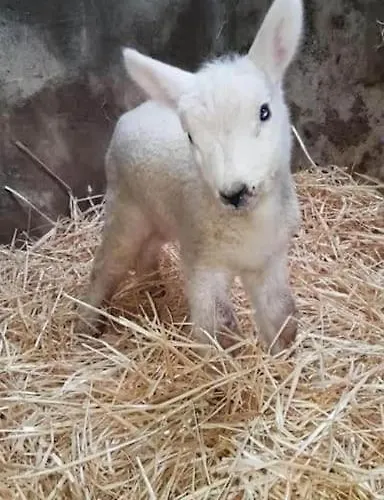 The Snuggly Sheep Farm Shepherd Hut Баллишаннон