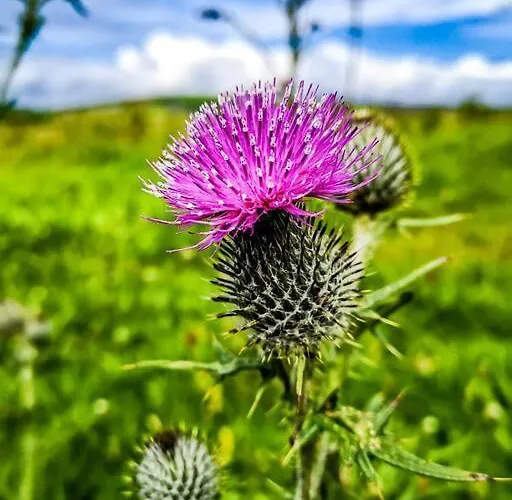 Apartman The Snuggly Sheep Farm Shepherd Hut *